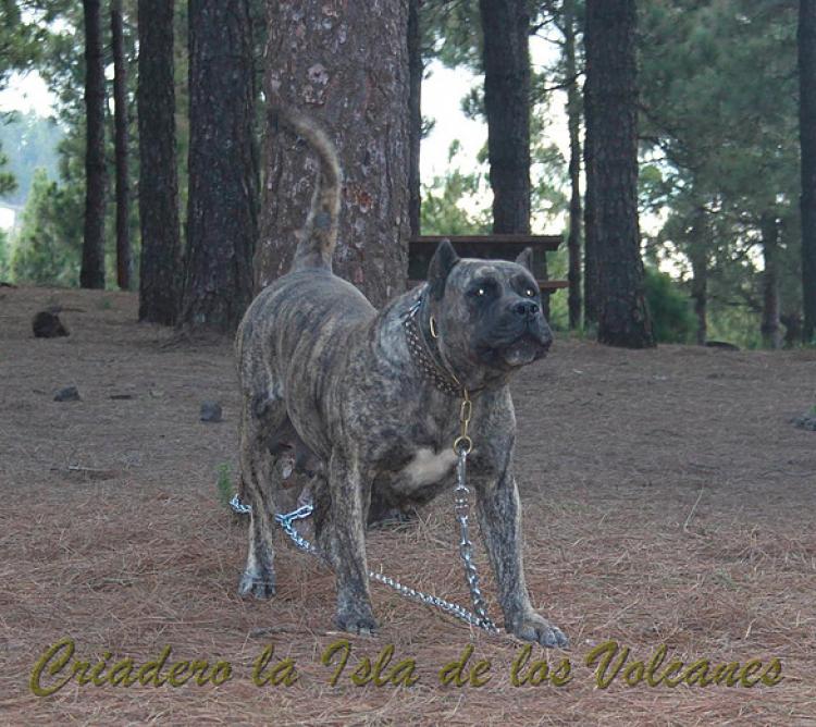 Dogo Canario. Faina De La Isla De Los Volcanes en 2012.