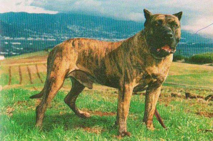 Dogo Canario. Verdugo.