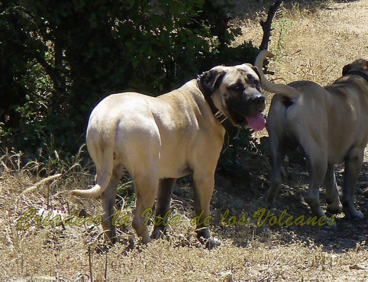 Dogo Canario. Ambar De La Isla De Los Volcanes.
