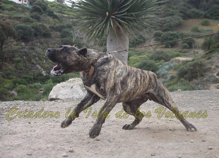 Dogo Canario. LLAIMA DE LA ISLA DE LOS VOLCANES.