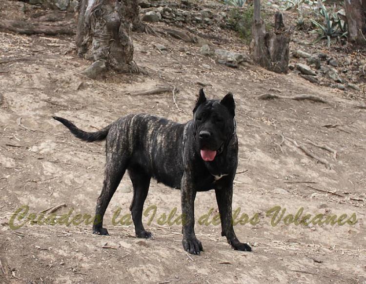 Dogo Canario. Yuma De La Isla De Los Volcanes en 2013.