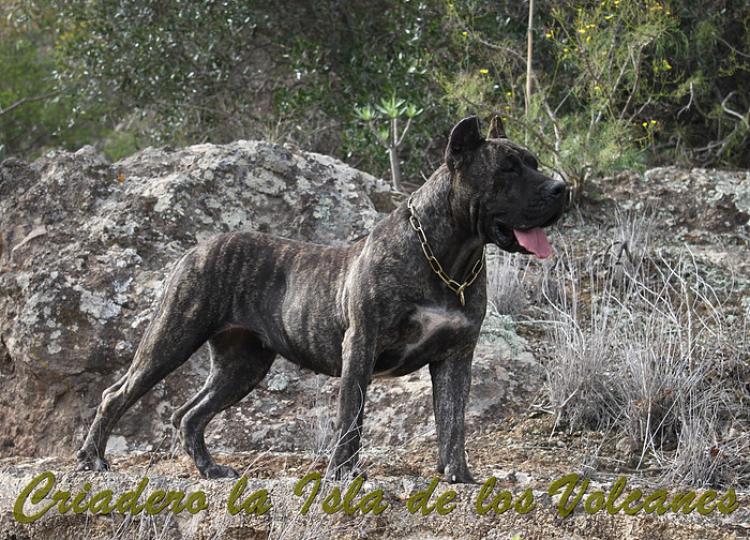 Dogo Canario. Cora De La Isla De Los Volcanes con 15 meses.