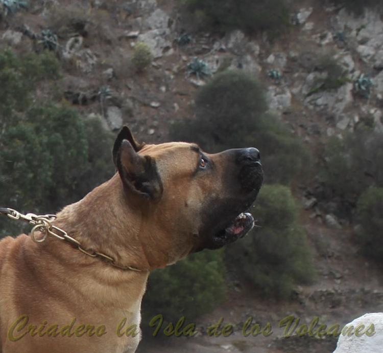 Dogo Canario. Turco De La Isla De Los Volcanes. Prueba de Caracter.