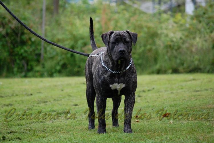 Dogo Canario. Ulka De La Isla De Los Volcanes.