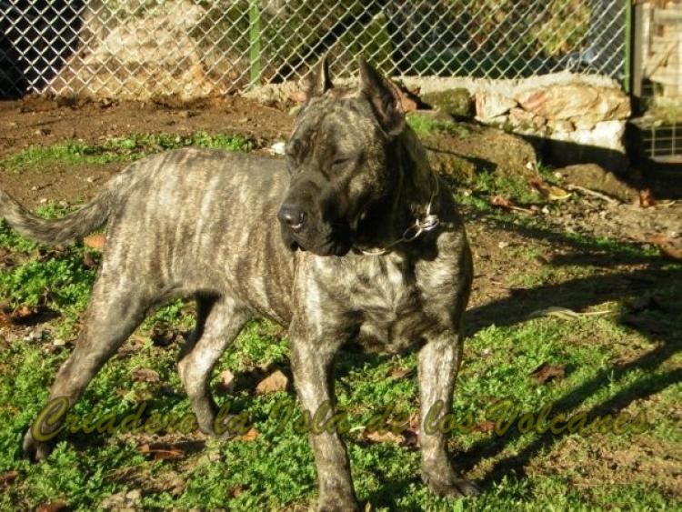 Dogo Canario. Guaira De La Isla De Los Volcanes.