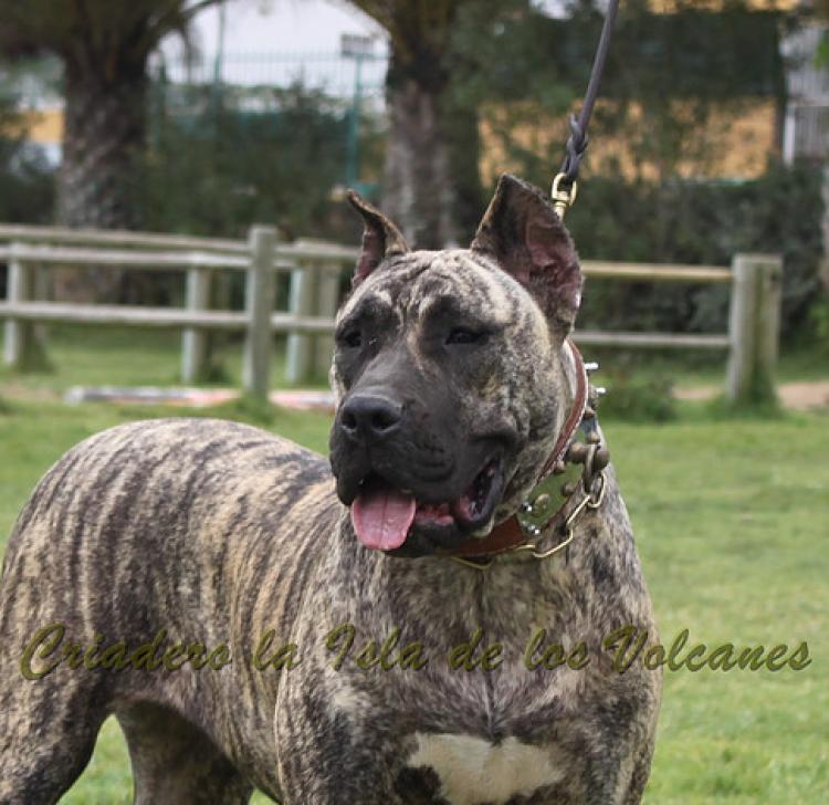 Dogo Canario. Ekaiza De La Isla De Los Volcanes.