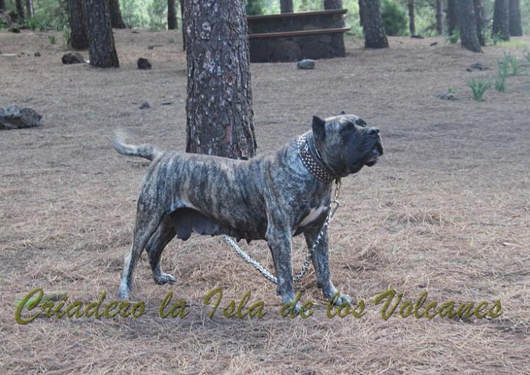 Dogo Canario. Faina De La Isla De Los Volcanes en 2012.
