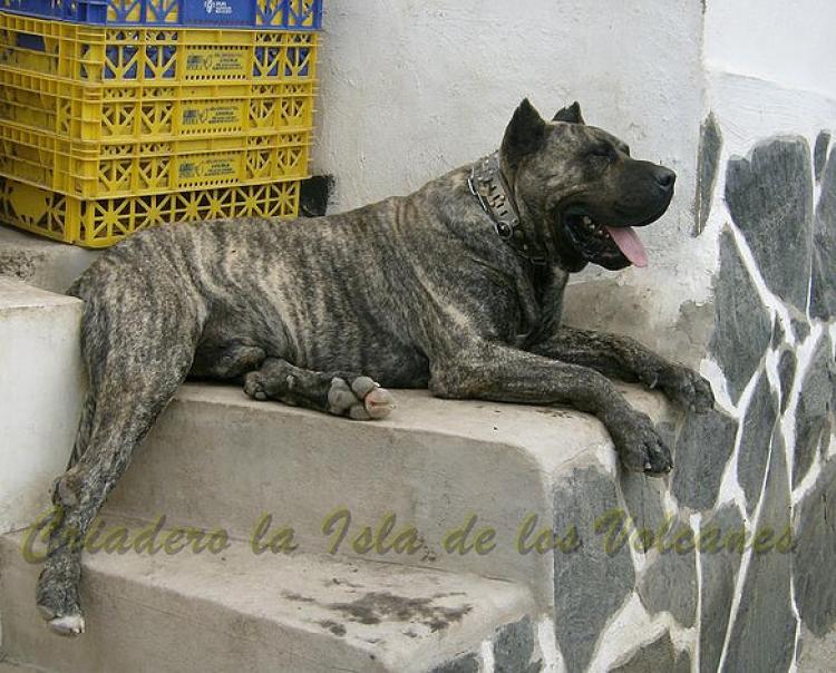 Dogo Canario. Taison De La Isla De Los Volcanes.