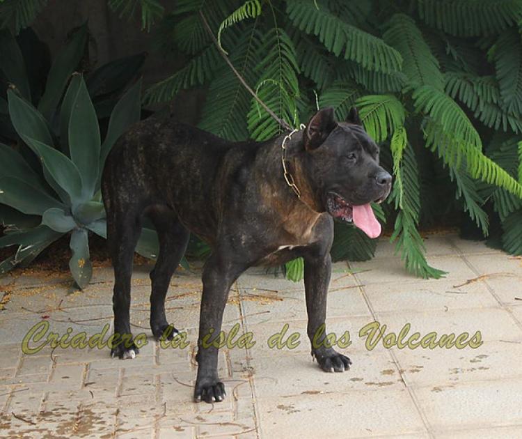 Dogo Canario. Pantera De La Isla De Los Volcanes.