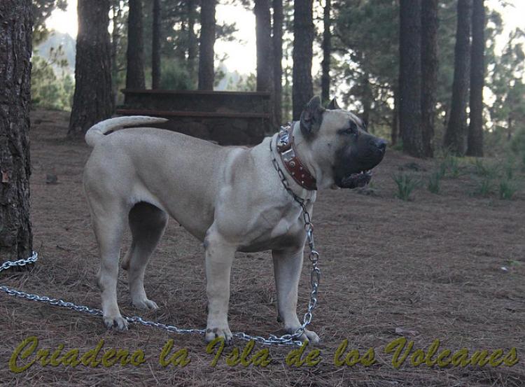 Dogo Canario. Vicky De La Isla De Los Volcanes con 15 meses.