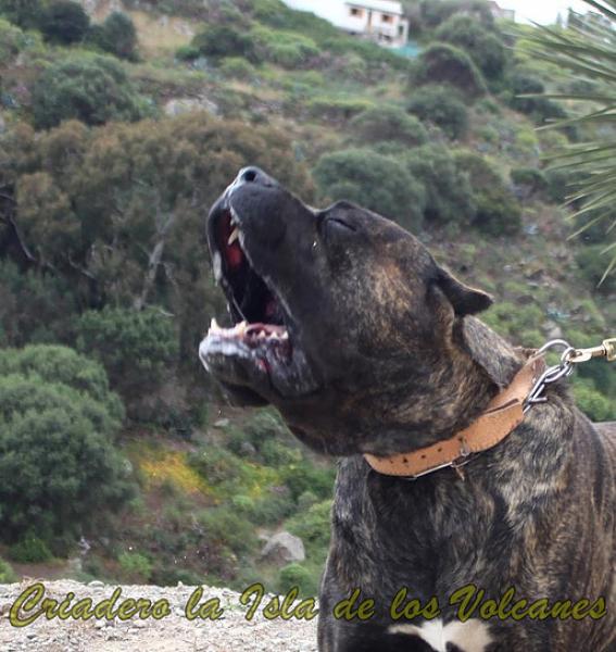 Dogo Canario. FRANCO DE LA ISLA DE LOS VOLCANES.