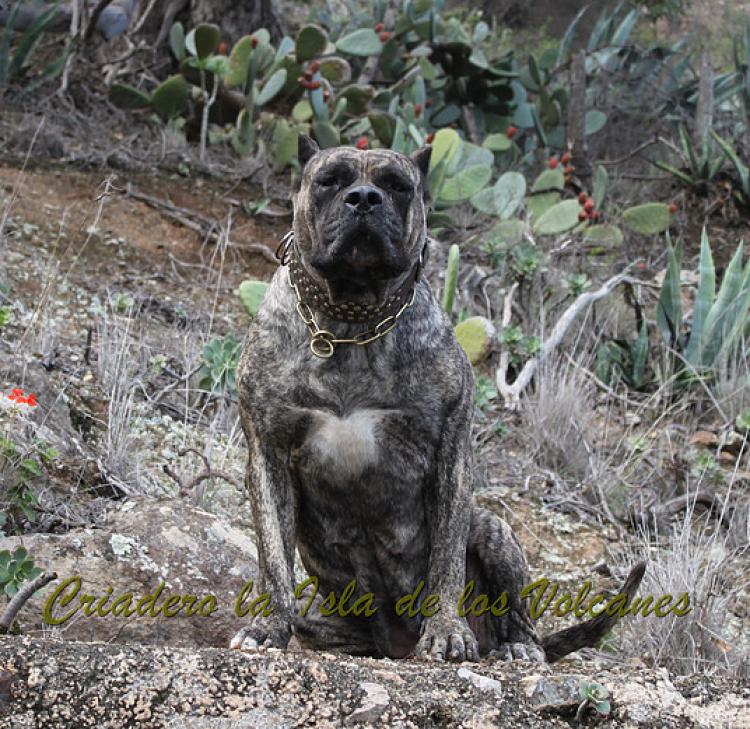Dogo Canario. Faina De La Isla De Los Volcanes en 2013.
