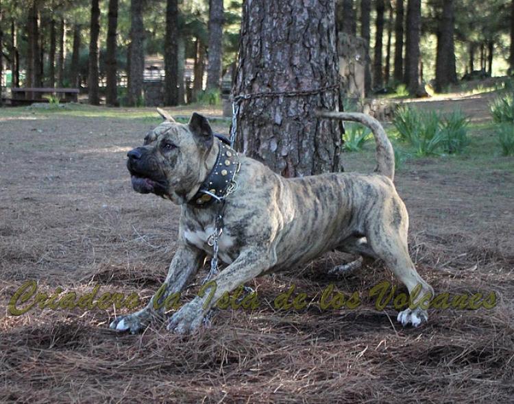 Dogo Canario. Estela De La Isla De Los Volcanes con 20 meses.