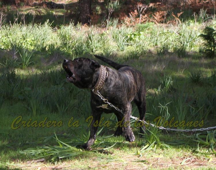 Dogo Canario. Yuma De La Isla De Los Volcanes en 2015.