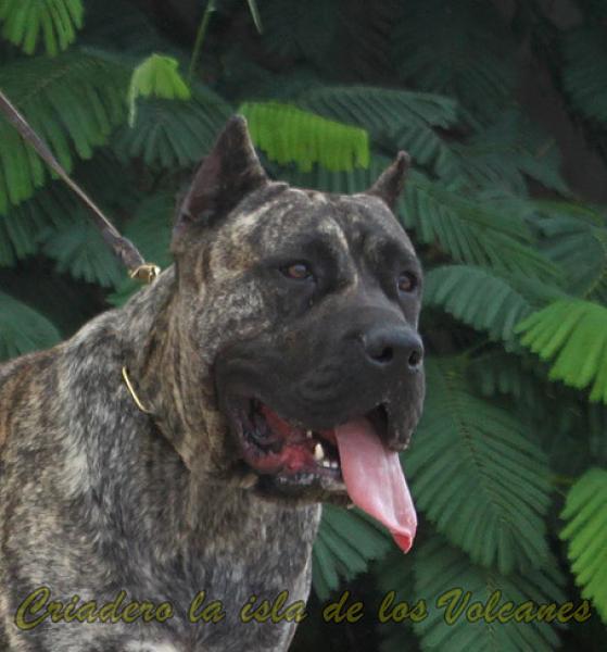 Dogo Canario. Haria De La Isla De Los Volcanes.