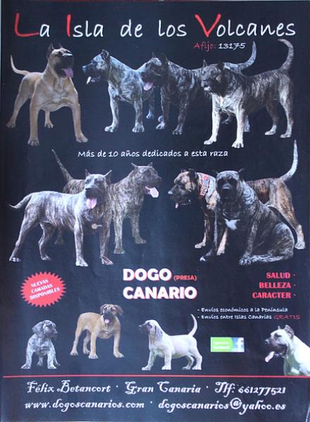 Dogo Canario. Pagina 15.