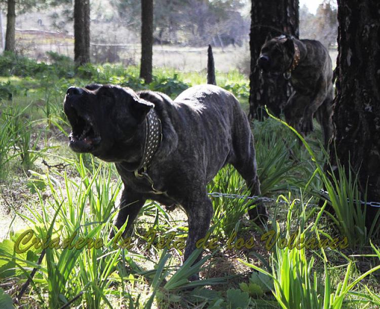 Dogo Canario. Yuma De La Isla De Los Volcanes en 2015.