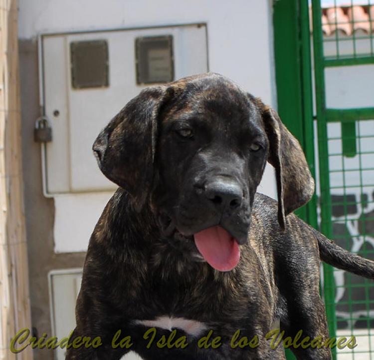 Dogo Canario. FRANCO DE LA ISLA DE LOS VOLCANES de cachorro.