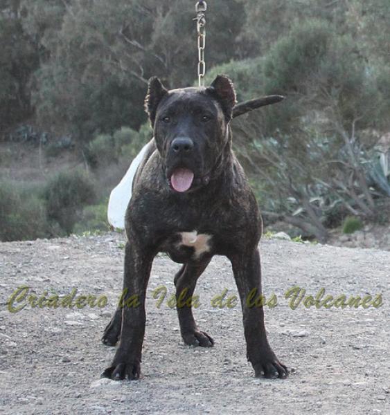 Dogo Canario. FANNY DE LA ISLA DE LOS VOLCANES de cachorra.