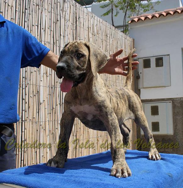 Dogo Canario. Estela De La Isla De Los Volcanes.