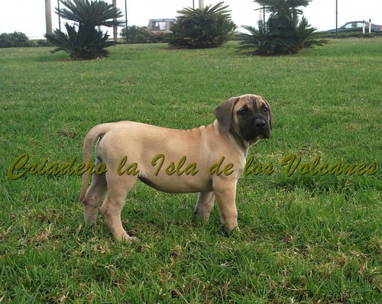 Dogo Canario. Vicky De La Isla De Los Volcanes con 3 meses.