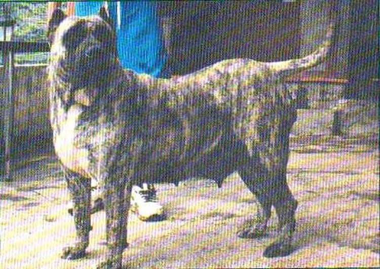 Dogo Canario. Julisa.