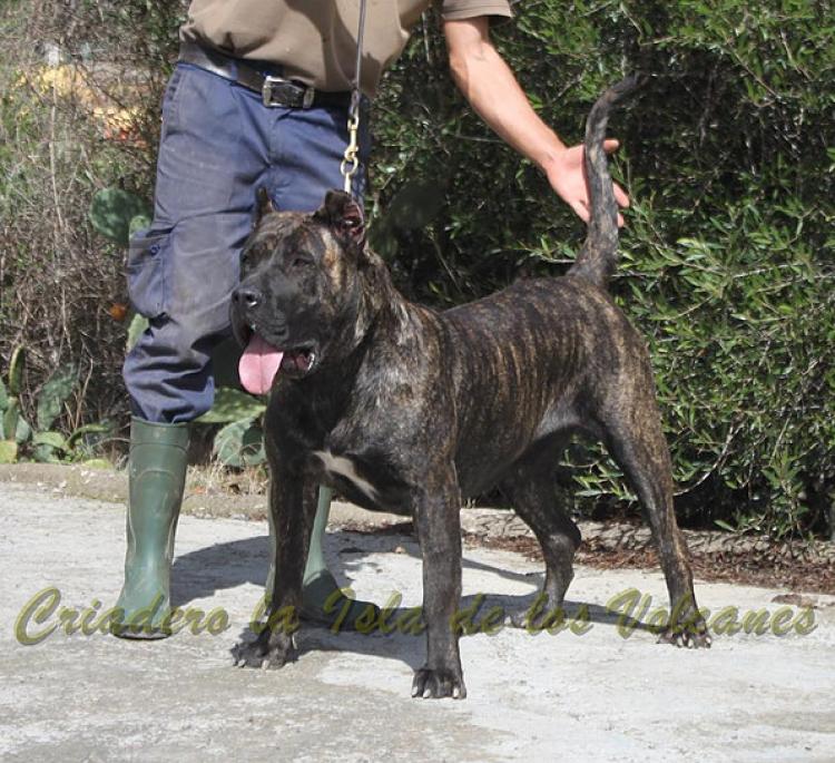 Dogo Canario. FANNY DE LA ISLA DE LOS VOLCANES.