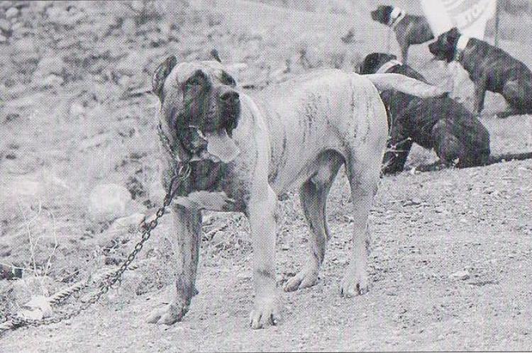 Dogo Canario. Fotos Historicas. Puntal.