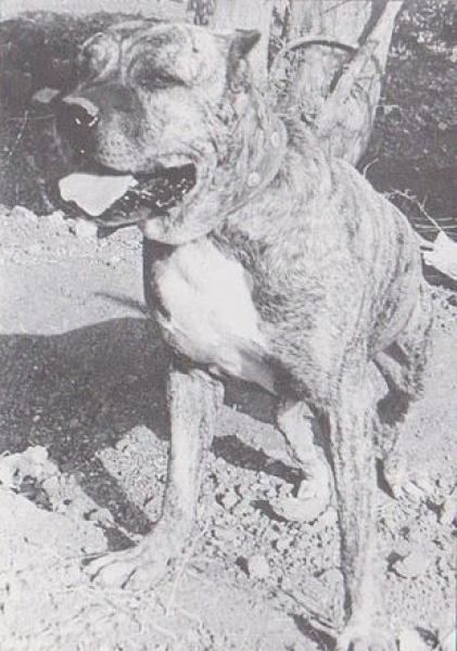 Dogo Canario. Fotos Historicas. Pepolin.