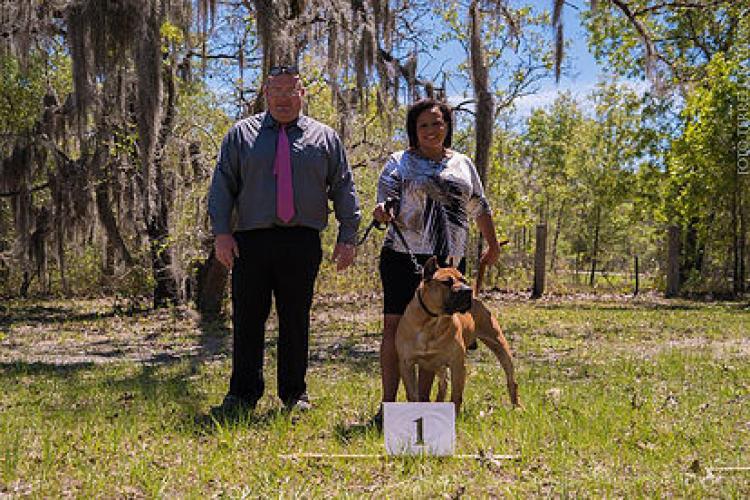 Dogo Canario. Turco De La Isla De Los Volcanes. Dogo Canario. Turco De La Isla De Los Volcanes.