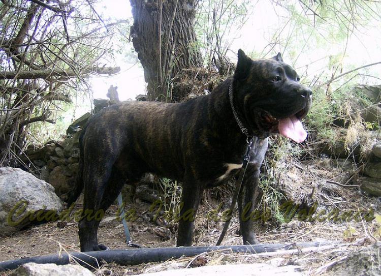 Dogo Canario. Erko De La Isla De Los Volcanes.