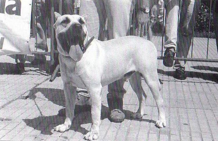 Dogo Canario. Bestia.