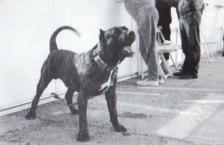 Dogo Canario.
