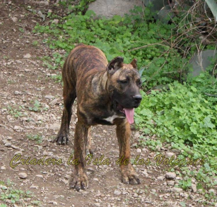 Dogo Canario. Tara De La Isla De Los Volcanes.