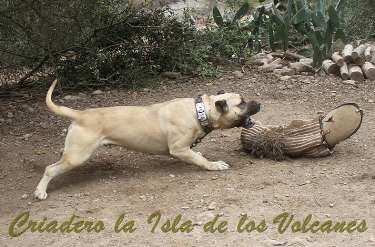 Dogo Canario. Agora De Isla De Los Volcanes.