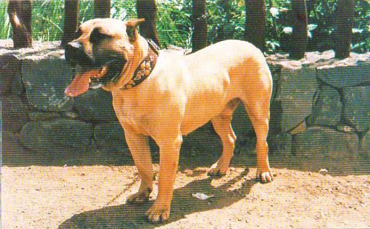 Dogo Canario. Urko.