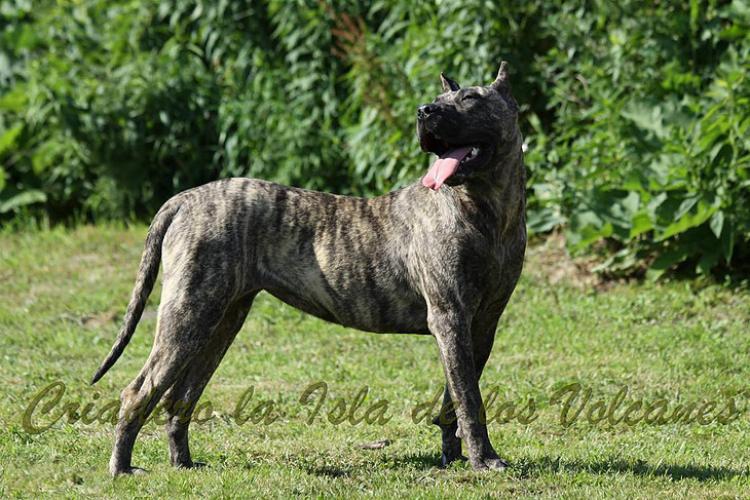 Dogo Canario. Ecora De La Isla De Los Volcanes.