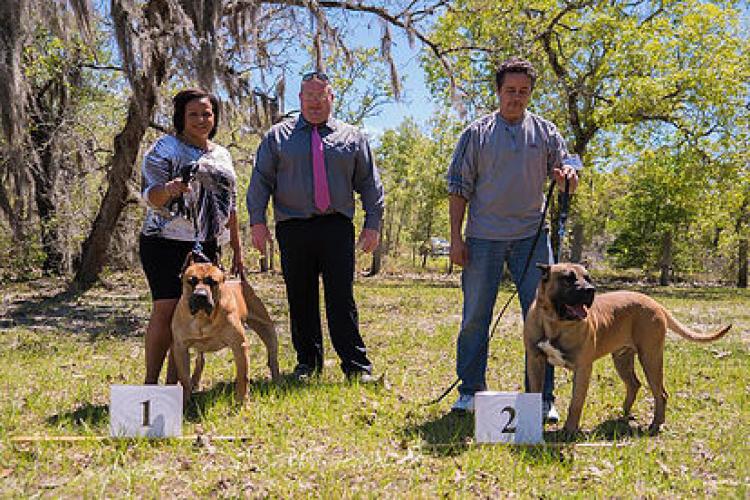 Dogo Canario. Turco De La Isla De Los Volcanes.