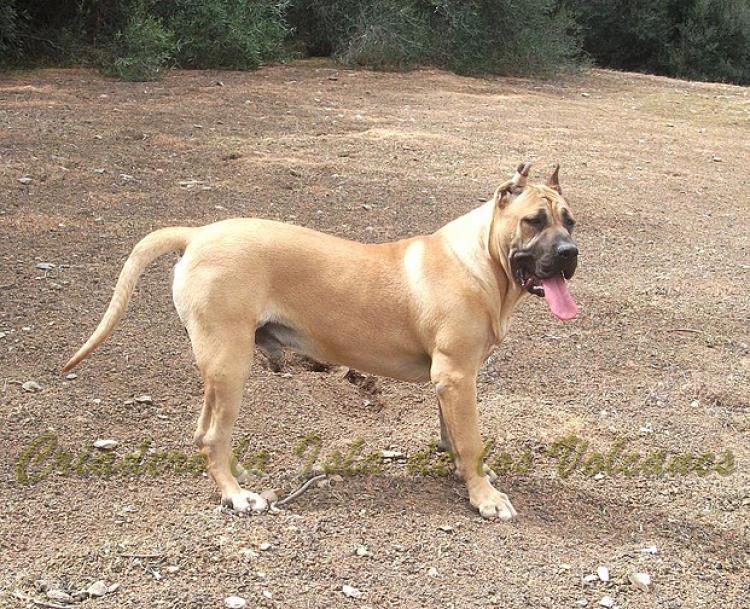 Dogo Canario. Turco De La Isla De Los Volcanes con 8 meses.
