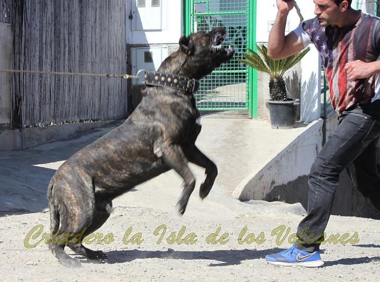 Dogo Canario. FRANCO DE LA ISLA DE LOS VOLCANES.