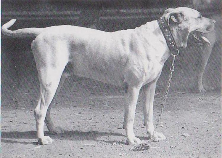 Dogo Canario. Fotos Historicas. Porky.
