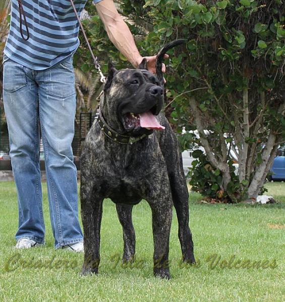 Dogo Canario. Volcan De La Isla De Los Volcanes.