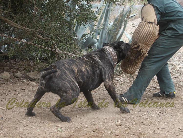 Dogo Canario. Yuma De La Isla De Los Volcanes. Prueba de Trabajo.