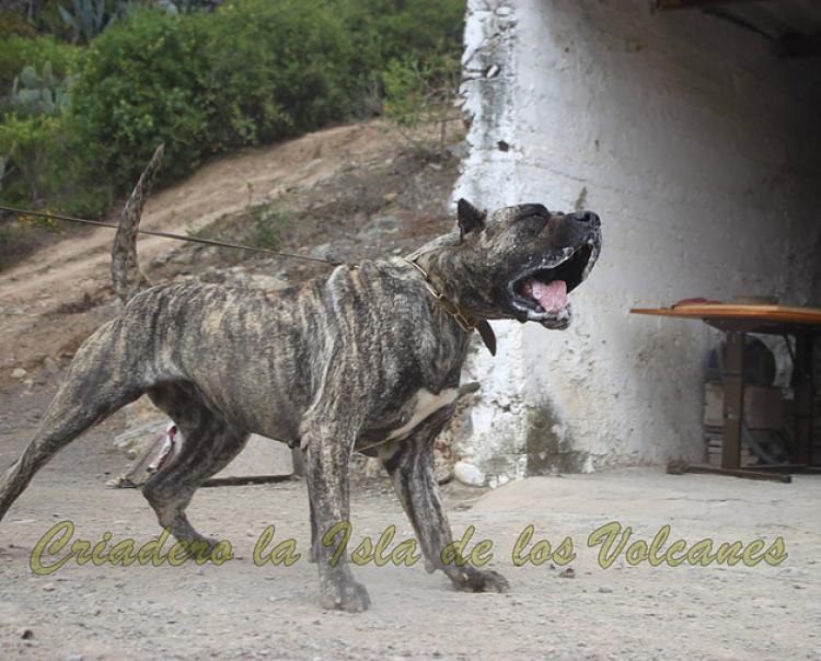 Dogo Canario. LLAIMA DE LA ISLA DE LOS VOLCANES con 20 meses.