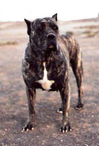 Dogo Canario.