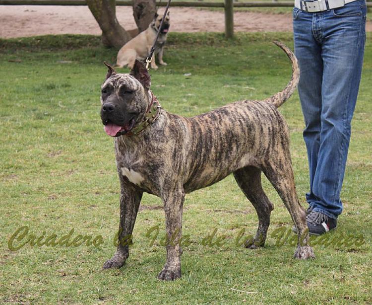 Dogo Canario. Ekaiza De La Isla De Los Volcanes.