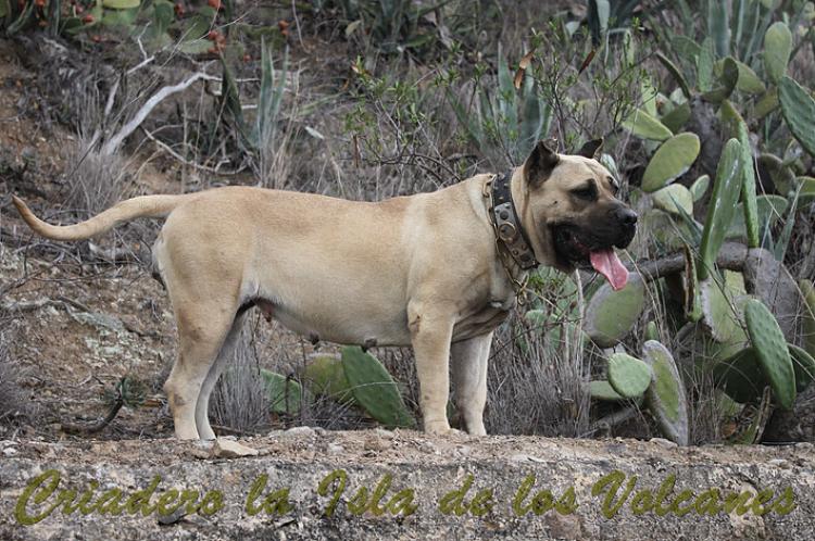 Dogo Canario. Agora De Isla De Los Volcanes.