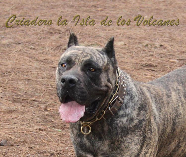 Dogo Canario. Faina De La Isla De Los Volcanes en 2012.