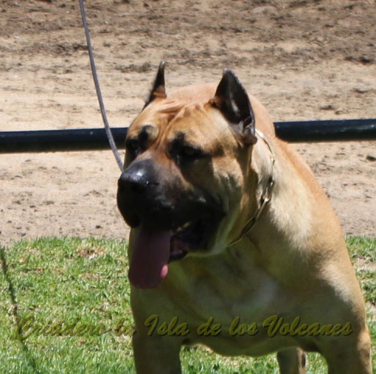 Dogo Canario. Turco De La Isla De Los Volcanes.