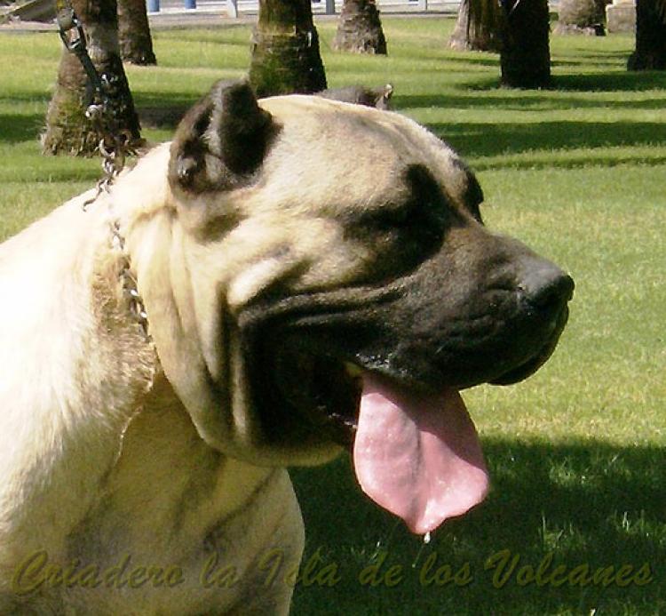 Dogo Canario. Duna De La Isla De Los Volcanes.